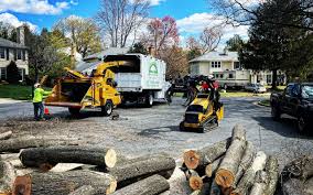 Reliable Lake Kiowa, TX Tree Removal Solutions