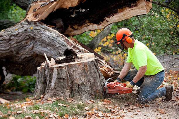 How Our Tree Care Process Works  in  Lake Kiowa, TX